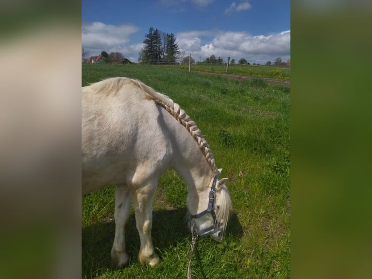 Welsh A (Mountain Pony) Gelding 13 years 12,1 hh Grey in Bad Wurzach