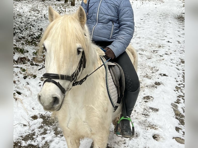 Welsh A (Mountain Pony) Gelding 13 years 12,1 hh Grey in Bad Wurzach