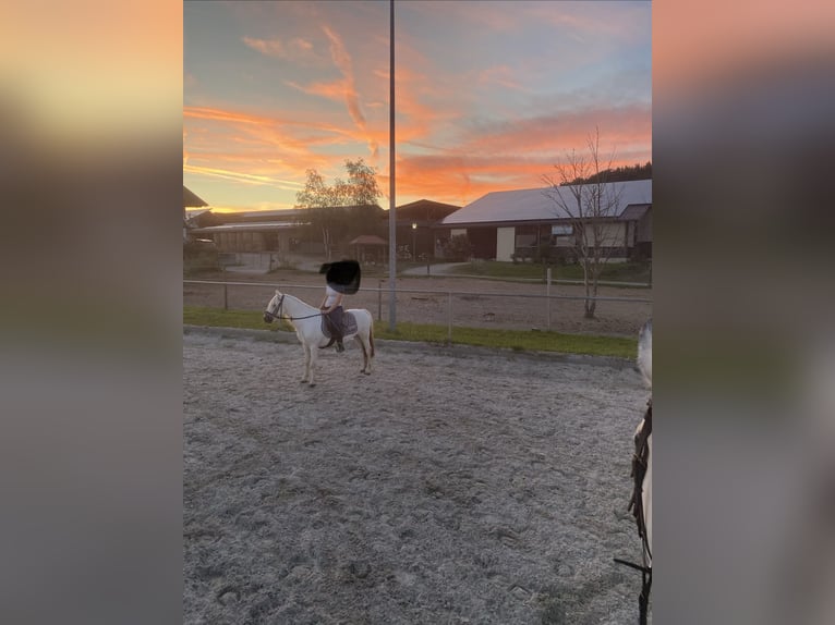 Welsh A (Mountain Pony) Gelding 13 years 12,1 hh Grey in Bad Wurzach