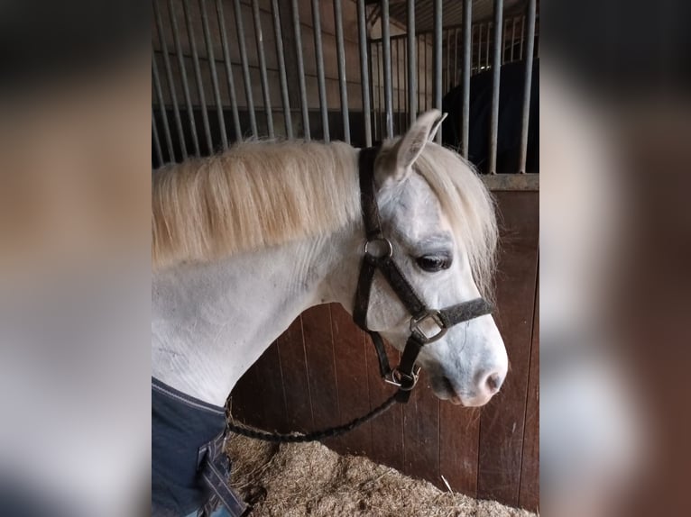 Welsh A (Mountain Pony) Gelding 13 years White in Valthermond