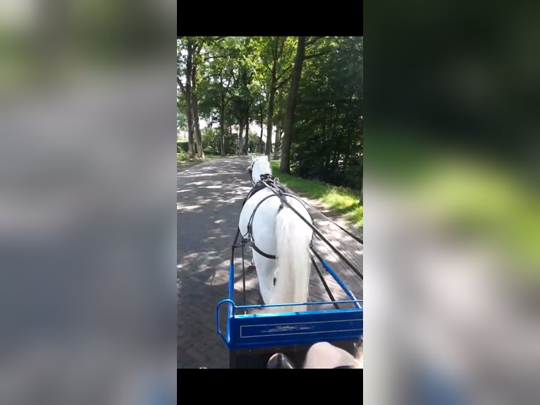 Welsh A (Mountain Pony) Gelding 13 years White in Valthermond