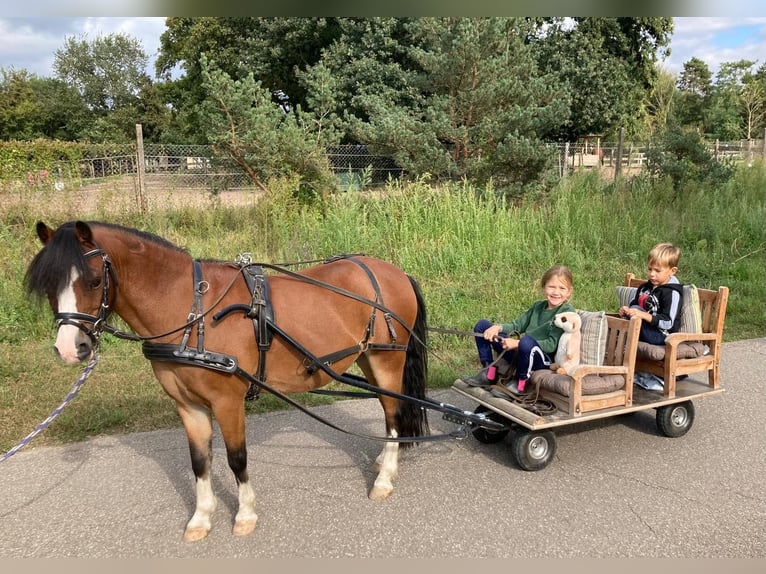 Welsh A (Mountain Pony) Gelding 14 years 11 hh Brown in Ingelheim am Rhein