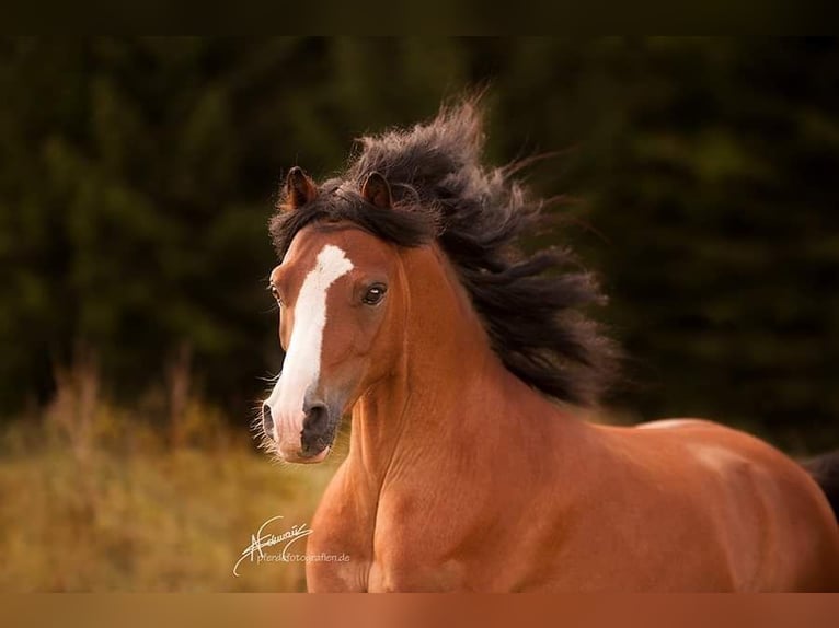 Welsh A (Mountain Pony) Gelding 14 years 11 hh Brown in Ingelheim am Rhein