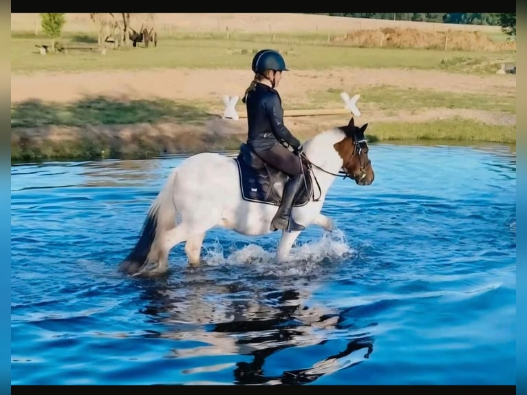 Welsh A (Mountain Pony) Mix Gelding 14 years 11 hh Pinto in Reppenstedt