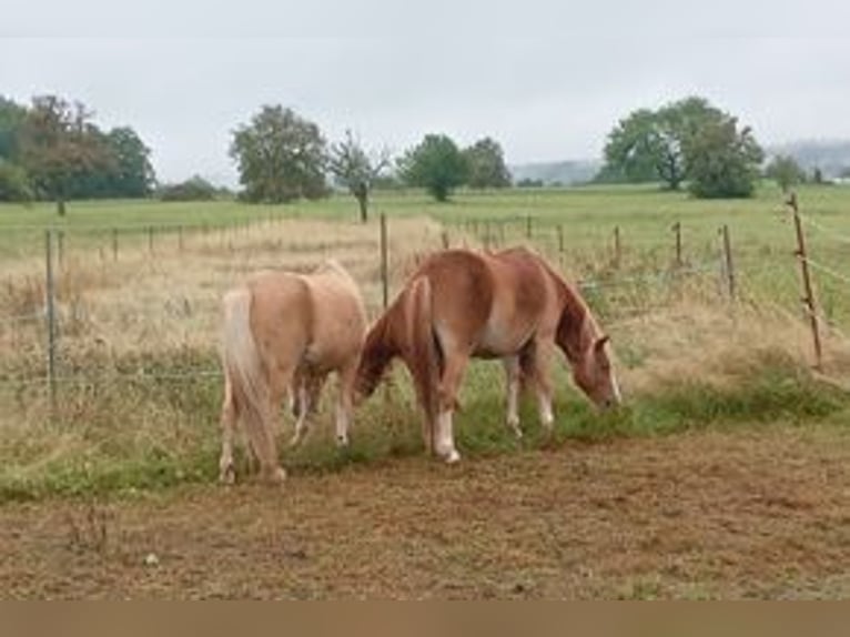 Welsh A (Mountain Pony) Gelding 14 years 11,2 hh Chestnut in Straubenhardt
