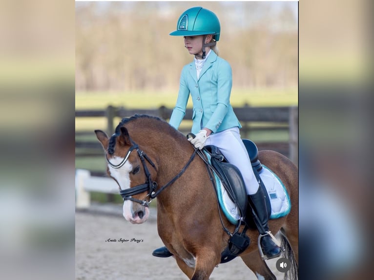 Welsh A (Mountain Pony) Gelding 14 years 11,3 hh Bay-Dark in Stieltjeskanaal
