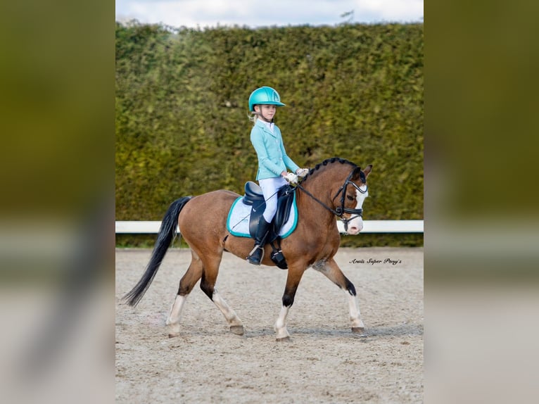 Welsh A (Mountain Pony) Gelding 14 years 11,3 hh Bay-Dark in Stieltjeskanaal