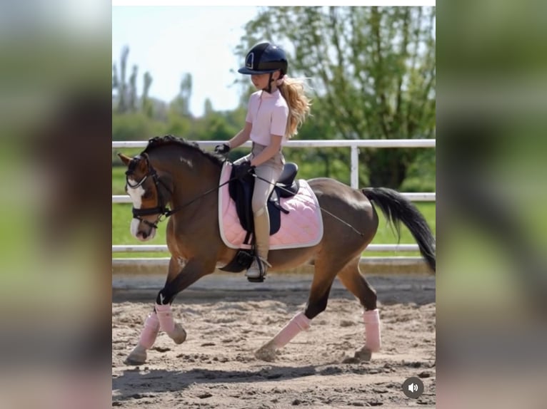 Welsh A (Mountain Pony) Gelding 14 years 11,3 hh Bay-Dark in Stieltjeskanaal