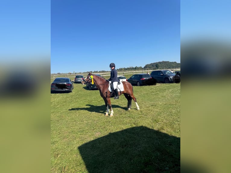 Welsh A (Mountain Pony) Gelding 14 years 12,3 hh Brown in Bodenwerder