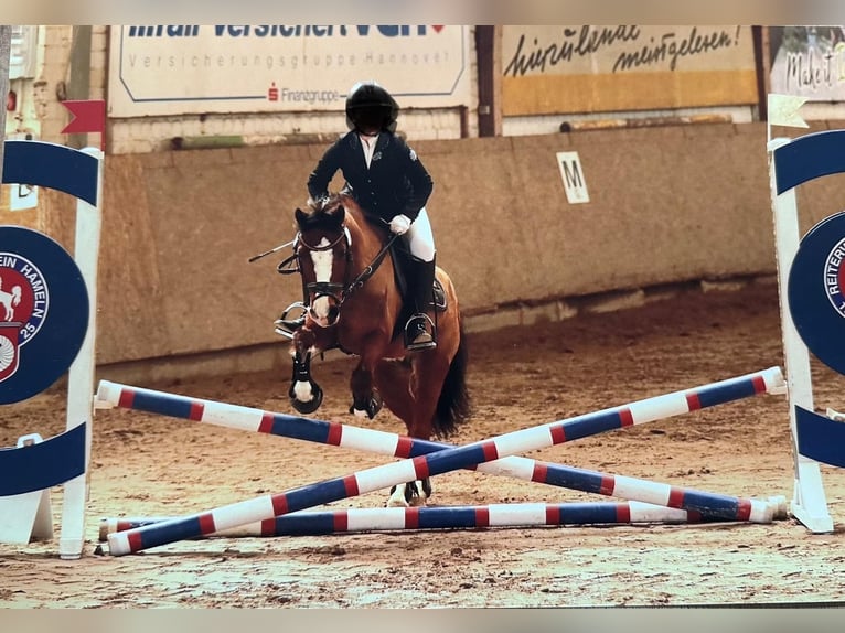 Welsh A (Mountain Pony) Gelding 14 years 12,3 hh Brown in Bodenwerder