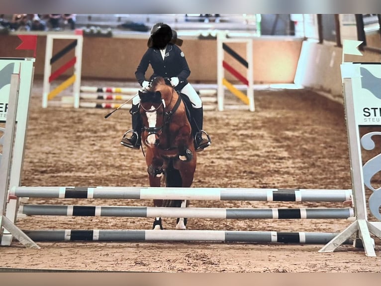 Welsh A (Mountain Pony) Gelding 14 years 12,3 hh Brown in Bodenwerder