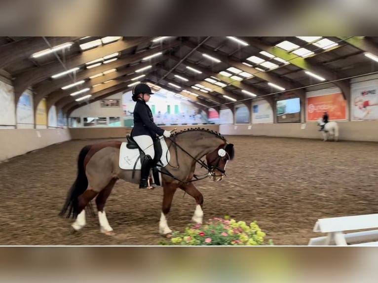 Welsh A (Mountain Pony) Gelding 14 years 12,3 hh Brown in Bodenwerder