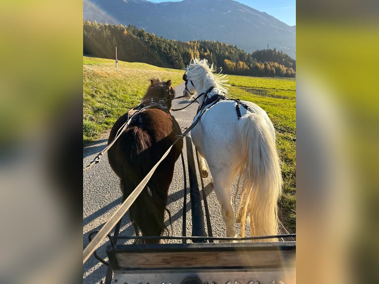 Welsh A (Mountain Pony) Gelding 15 years 10,2 hh Gray in Mieming