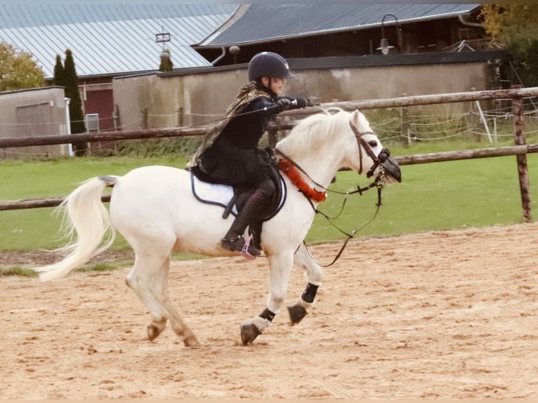 Welsh A (Mountain Pony) Gelding 15 years 11.1 hh Grey in Langerwehe