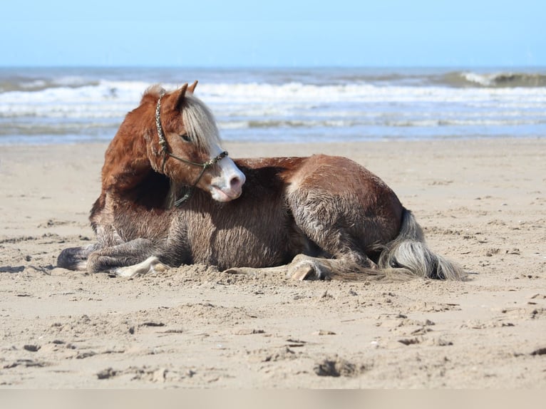 Welsh A (Mountain Pony) Gelding 15 years 11.2 hh Chestnut-Red in De Klomp