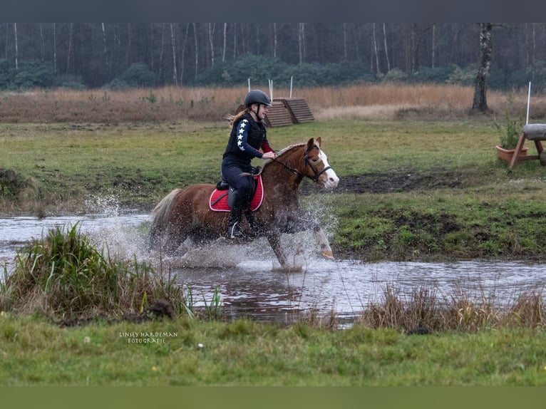 Welsh A (Mountain Pony) Gelding 15 years 11.2 hh Chestnut-Red in De Klomp