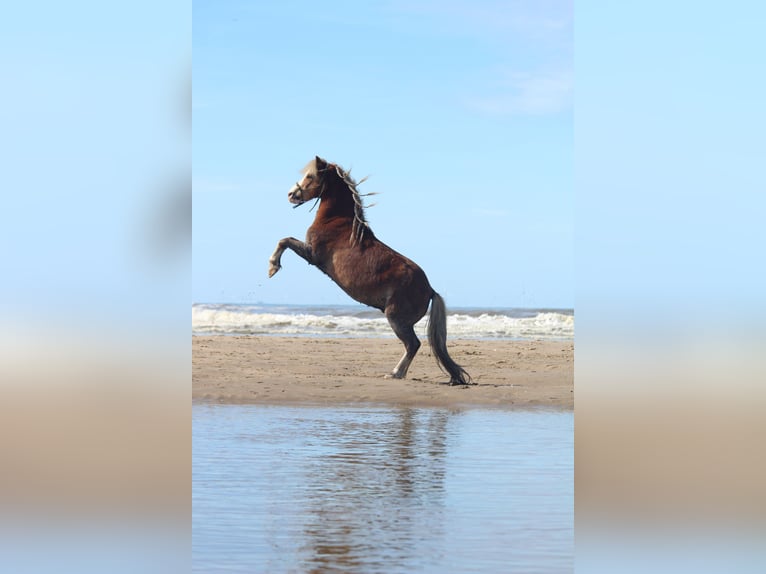 Welsh A (Mountain Pony) Gelding 15 years 11.2 hh Chestnut-Red in De Klomp