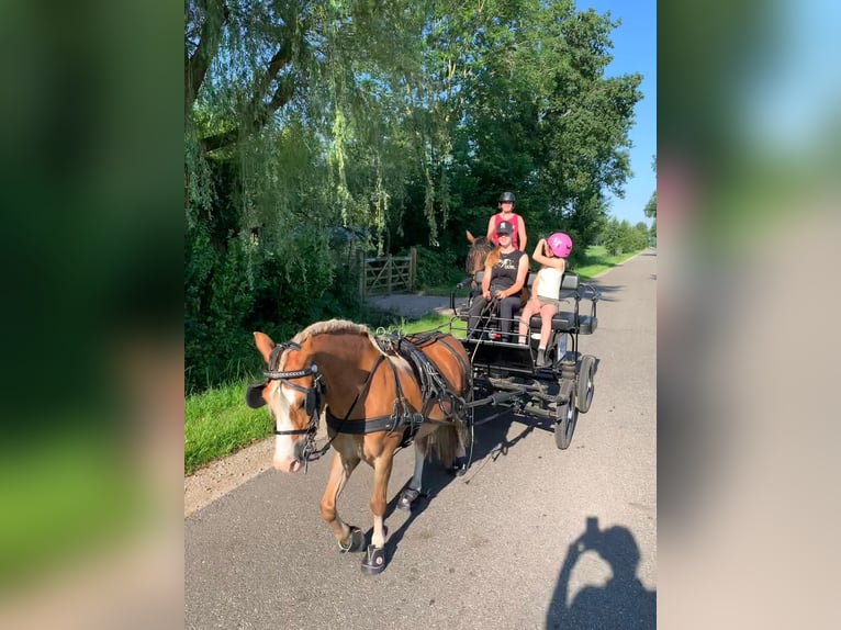 Welsh A (Mountain Pony) Gelding 15 years 11.2 hh Chestnut-Red in De Klomp