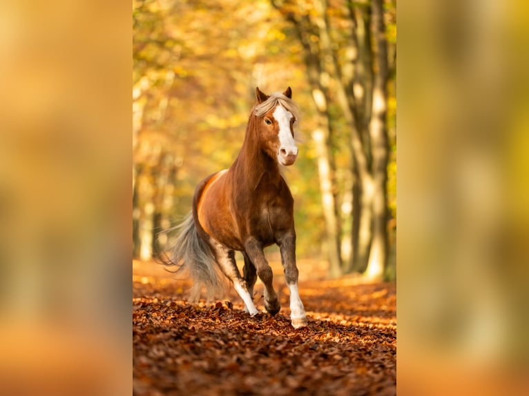 Welsh A (Mountain Pony) Gelding 15 years 11.2 hh Chestnut-Red in De Klomp