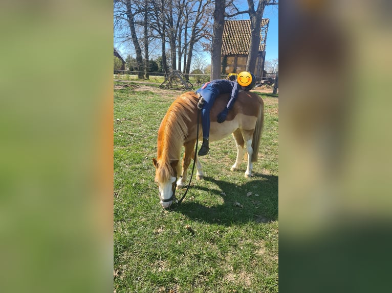 Welsh A (Mountain Pony) Gelding 15 years 11,1 hh Chestnut-Red in Martfeld