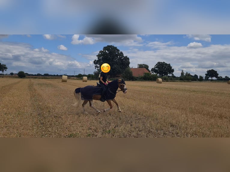 Welsh A (Mountain Pony) Gelding 15 years 11,1 hh Chestnut-Red in Martfeld