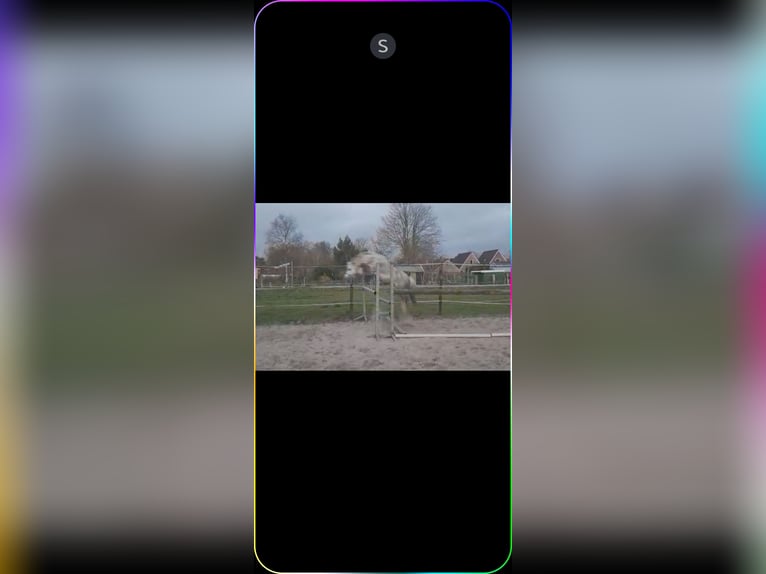 Welsh A (Mountain Pony) Gelding 15 years 11,1 hh Grey in Gasselternijveenschemond