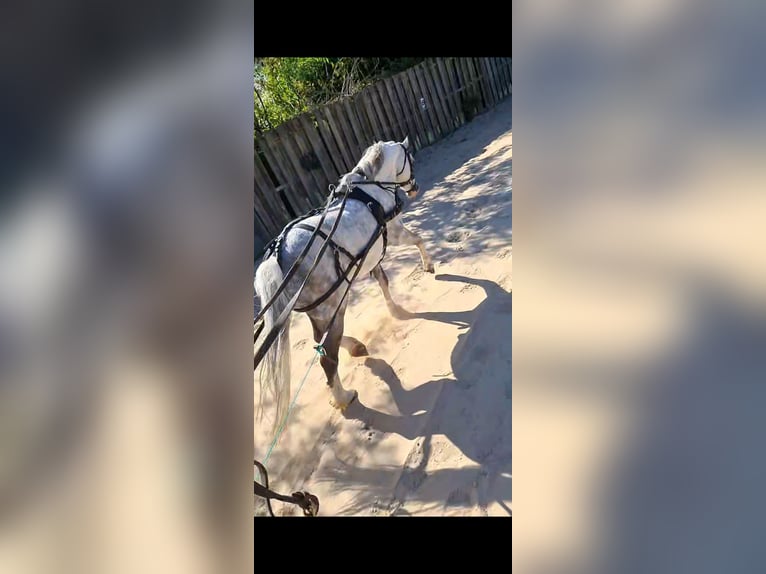 Welsh A (Mountain Pony) Gelding 15 years 11,1 hh Grey in Gasselternijveenschemond