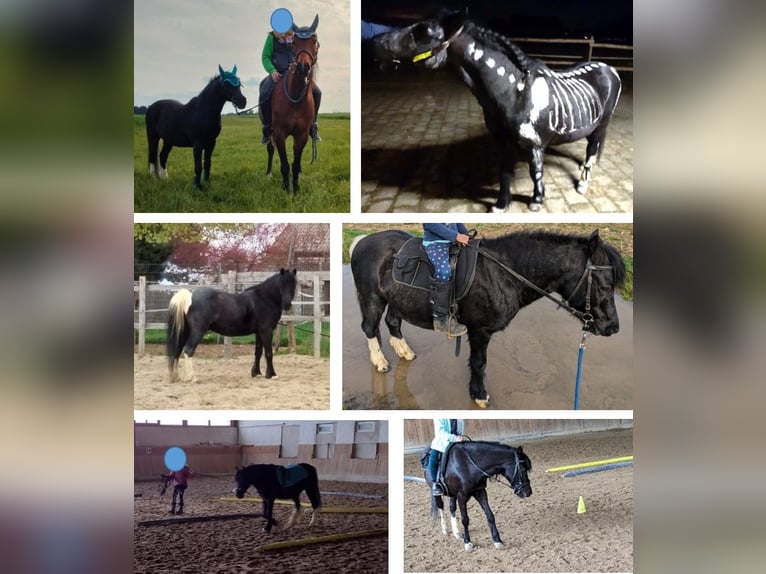 Welsh A (Mountain Pony) Gelding 15 years 11,2 hh Black in Staufen im Breisgau Welsh A (Mountain Pony) Gelding 15 years 11,2 hh Black in Staufen im Breisgau