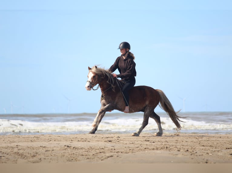 Welsh A (Mountain Pony) Gelding 15 years 11,2 hh Chestnut-Red in De Klomp