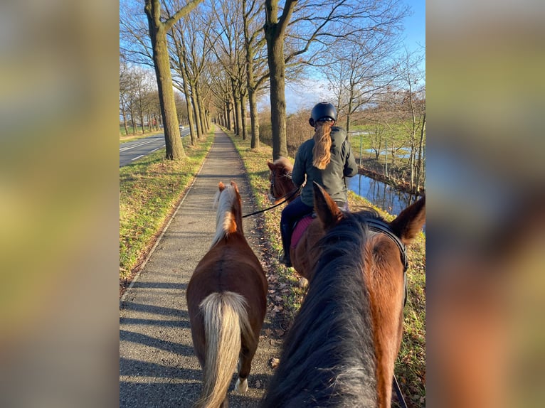 Welsh A (Mountain Pony) Gelding 15 years 11,2 hh Chestnut-Red in De Klomp