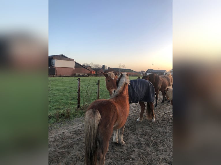Welsh A (Mountain Pony) Gelding 15 years 11,2 hh Chestnut-Red in De Klomp