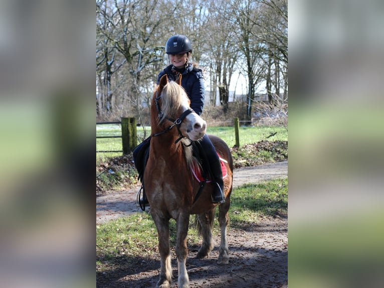 Welsh A (Mountain Pony) Gelding 15 years 11,2 hh Chestnut-Red in De Klomp