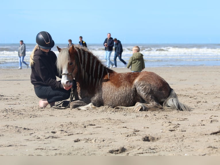 Welsh A (Mountain Pony) Gelding 15 years 11,2 hh Chestnut-Red in De Klomp