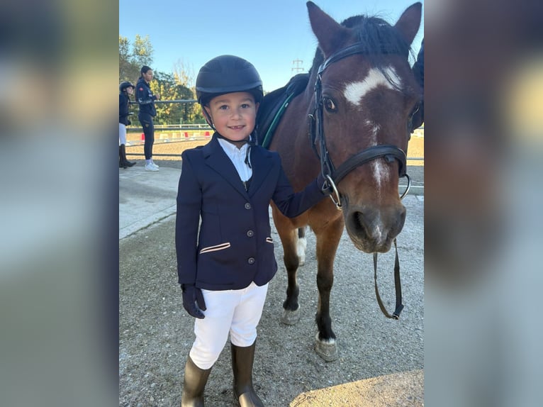 Welsh A (Mountain Pony) Gelding 15 years 12 hh Brown in Bergamo