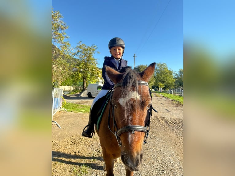 Welsh A (Mountain Pony) Gelding 15 years 12 hh Brown in Bergamo