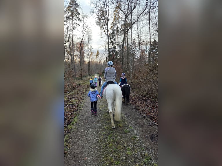Welsh A (Mountain Pony) Gelding 16 years 12.1 hh  in Basadingen