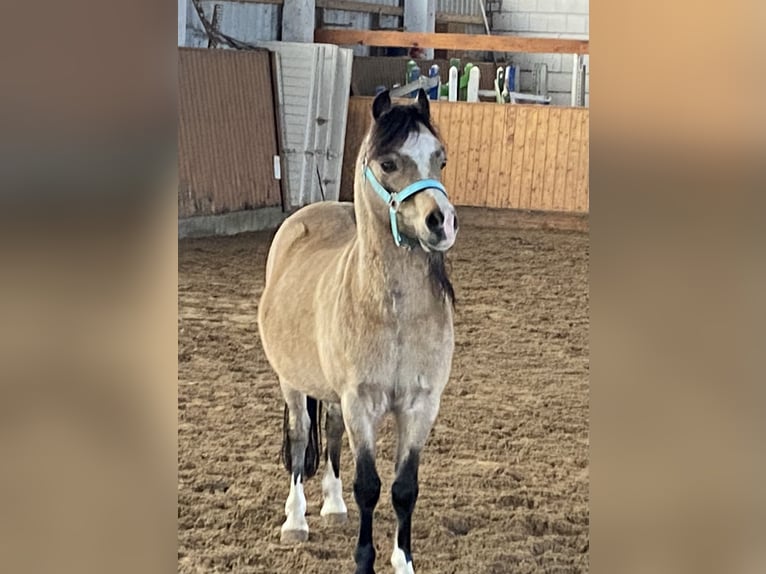 Welsh A (Mountain Pony) Gelding 16 years Buckskin in Herzberg (Elster)
