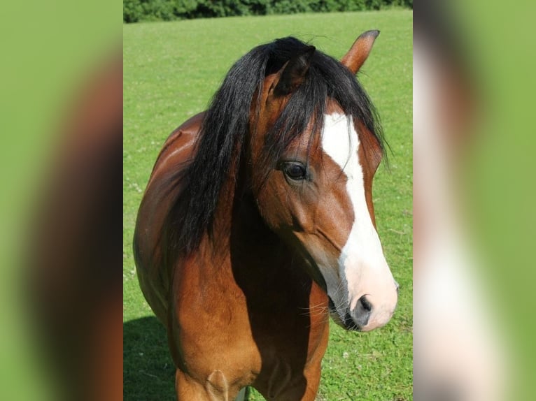 Welsh A (Mountain Pony) Gelding 17 years 11.2 hh Brown in Overath