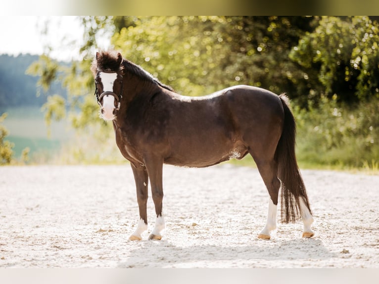 Welsh A (Mountain Pony) Gelding 17 years 11,3 hh Black in Gurten