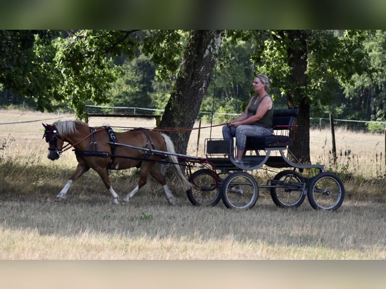 Welsh A (Mountain Pony) Gelding 17 years 12,1 hh Chestnut-Red in Bad Oldesloe