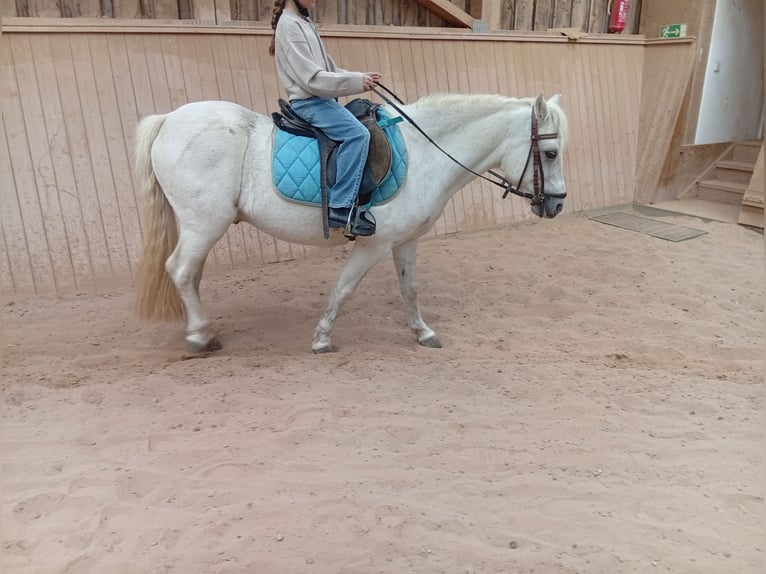 Welsh A (Mountain Pony) Gelding 17 years 12,1 hh Grey in Höheischweiler