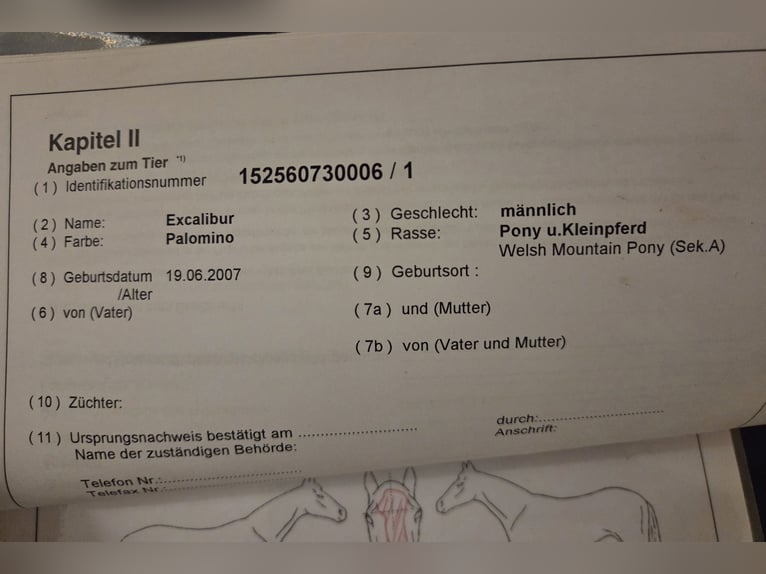 Welsh A (Mountain Pony) Gelding 18 years 11,2 hh Palomino in Wei&#xDF;enfels