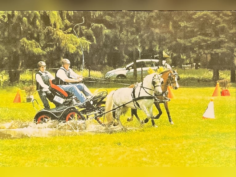 Welsh A (Mountain Pony) Gelding 18 years 11,3 hh Grey in MeppenMeppen