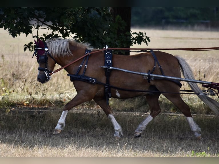 Welsh A (Mountain Pony) Gelding 18 years 12.1 hh Chestnut-Red in Bad Oldesloe