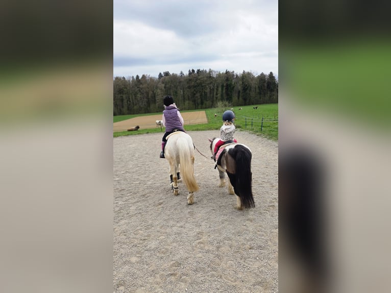 Welsh A (Mountain Pony) Gelding 18 years 12.1 hh Grey in Basadingen
