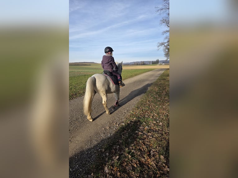 Welsh A (Mountain Pony) Gelding 18 years 12.1 hh Grey in Basadingen