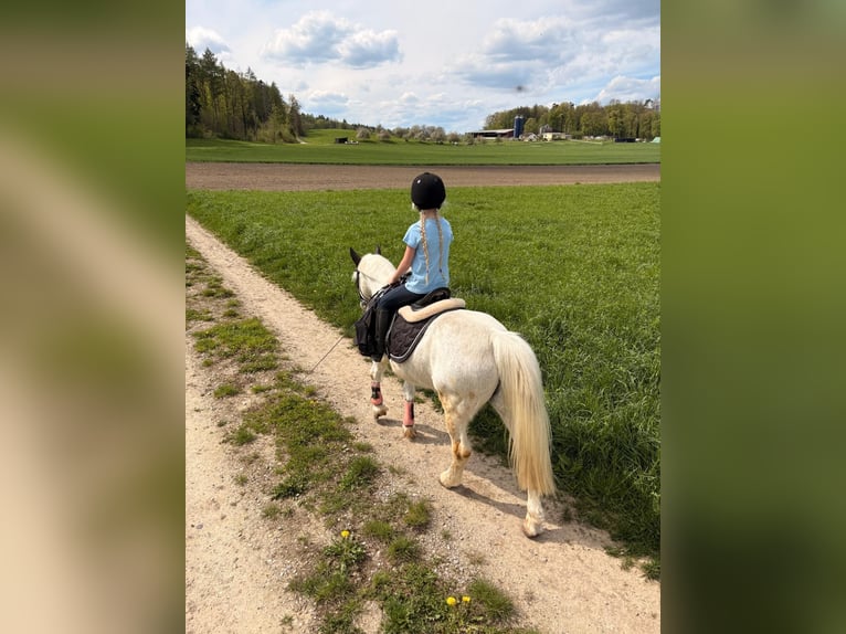 Welsh A (Mountain Pony) Gelding 18 years 12.1 hh  in Basadingen