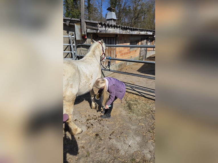 Welsh A (Mountain Pony) Gelding 18 years 12.1 hh  in Basadingen