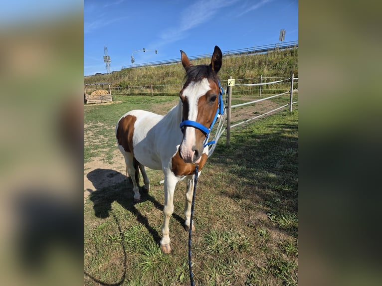 Welsh A (Mountain Pony) Gelding 18 years 13,2 hh Pinto in Frankfurt am Main