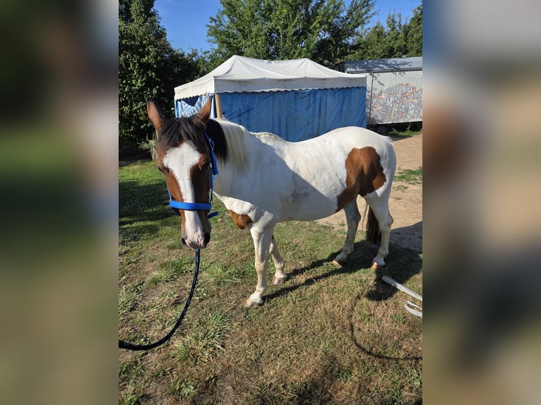 Welsh A (Mountain Pony) Gelding 18 years 13,2 hh Pinto in Frankfurt am Main
